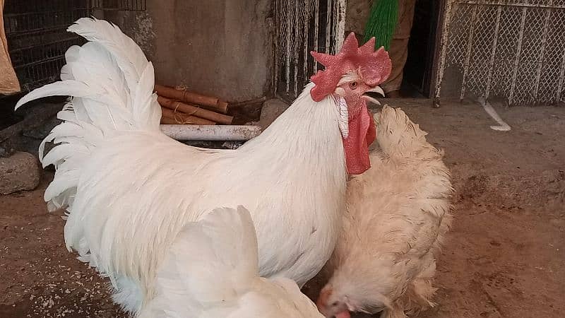 different hen breed pair available 0