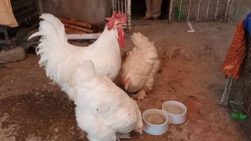 different hen breed pair available 4