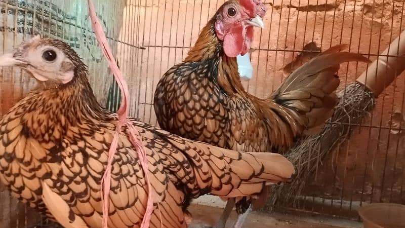 different hen breed pair available 5