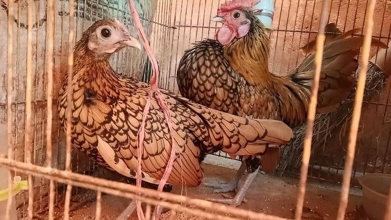 different hen breed pair available 6