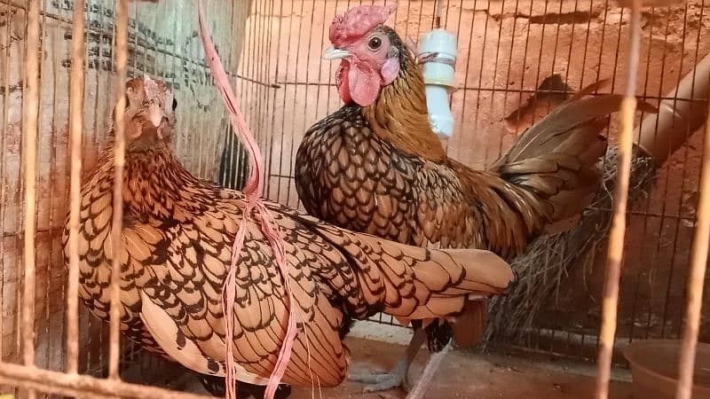 different hen breed pair available 7