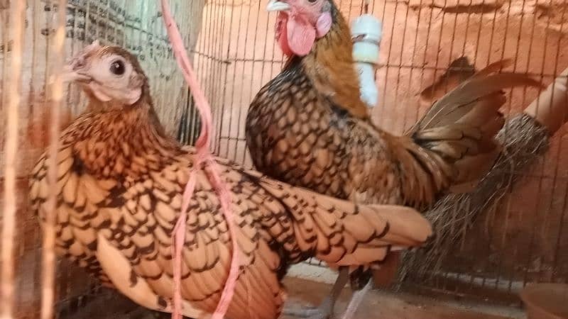 different hen breed pair available 8