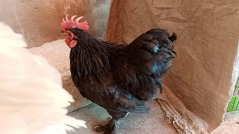 different hen breed pair available 9