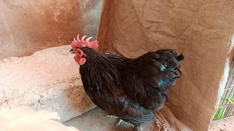 different hen breed pair available 10