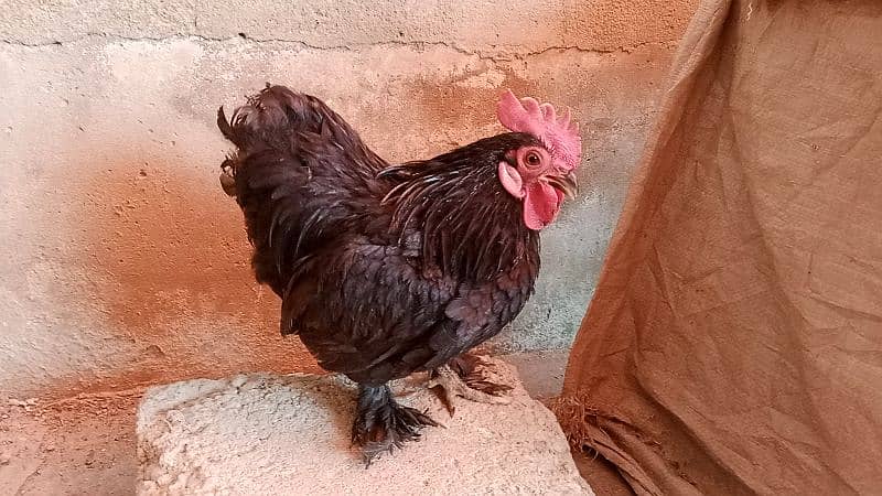 different hen breed pair available 11