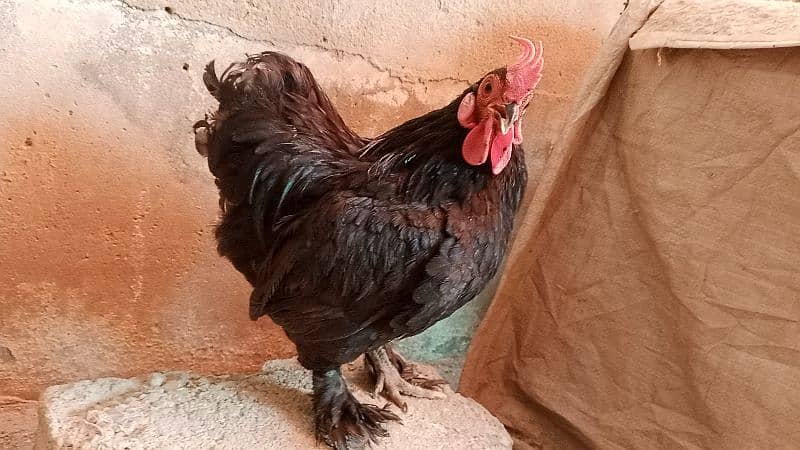 different hen breed pair available 12