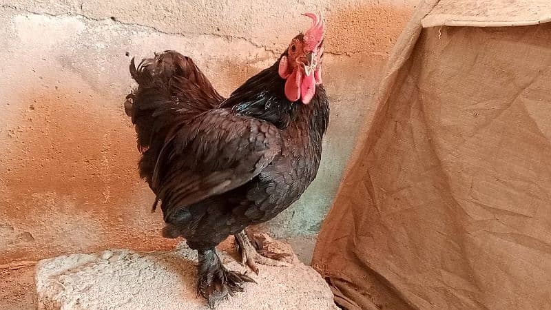 different hen breed pair available 13