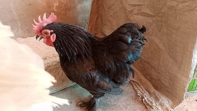 different hen breed pair available 14