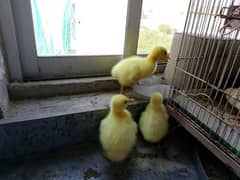 Long Neck Duck Chicks