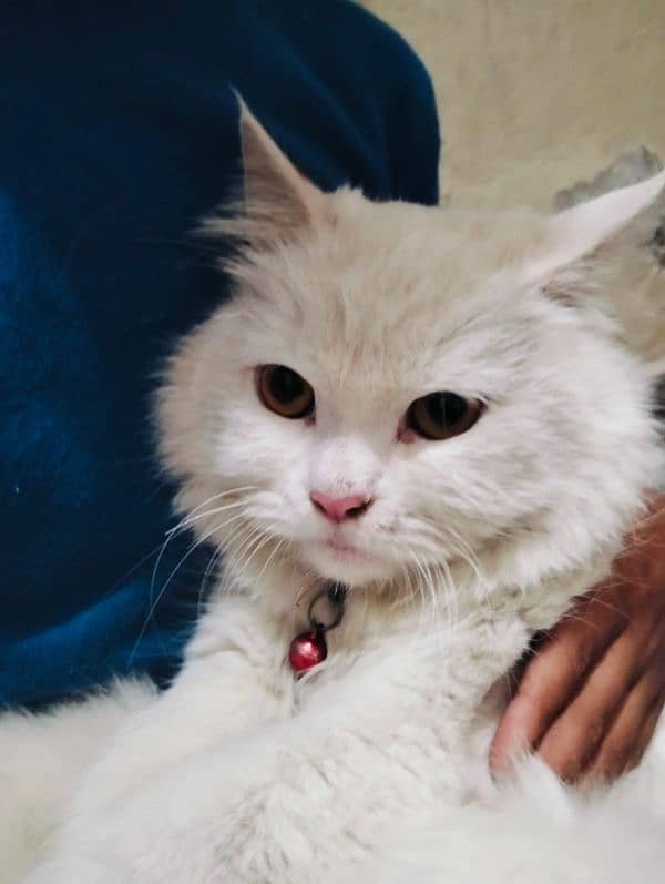 Persian cat 1