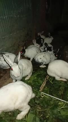 rabbit for sale karna hai argent 4 faemale 2 mail 6 bacche