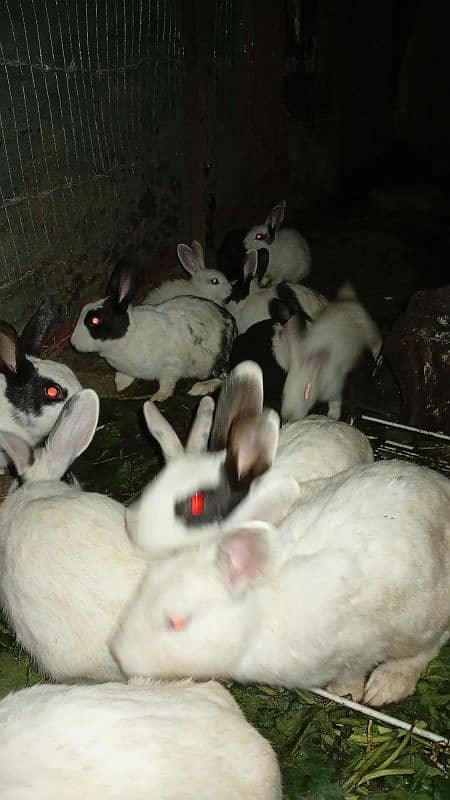 rabbit for sale karna hai argent 4 faemale 2 mail 6 bacche 3