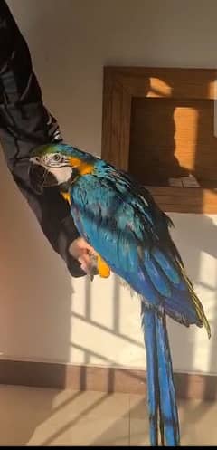 Blue and Gold macaw