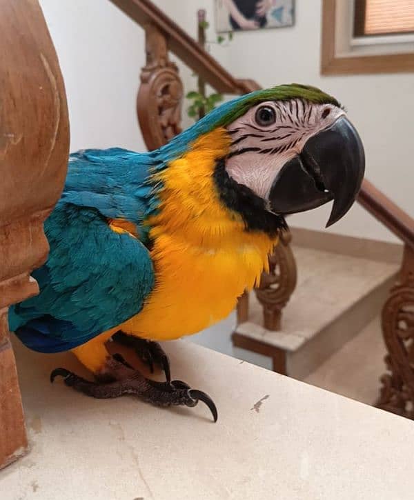 Blue and Gold macaw 1