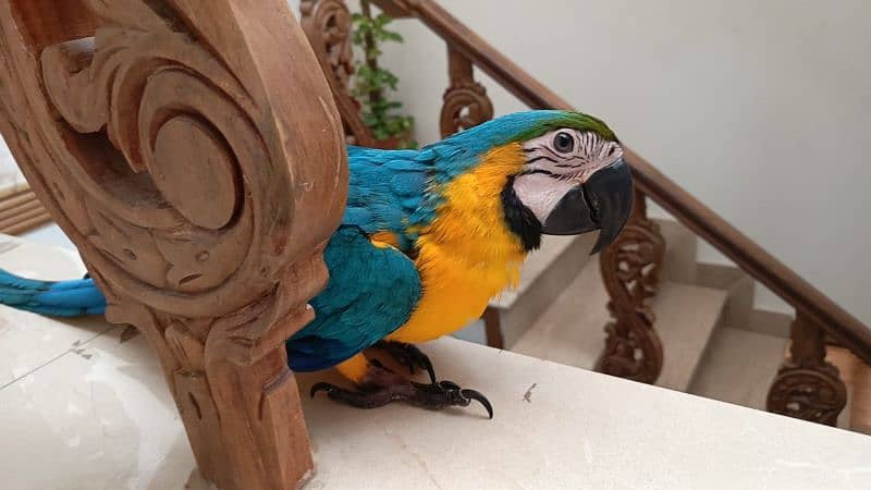 Blue and Gold macaw 2