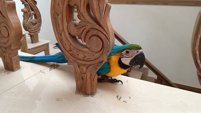 Blue and Gold macaw 3