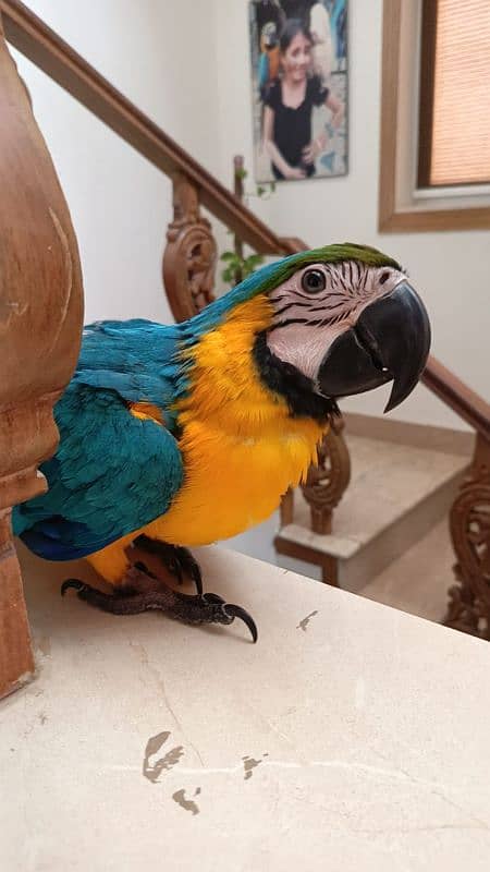 Blue and Gold macaw 4