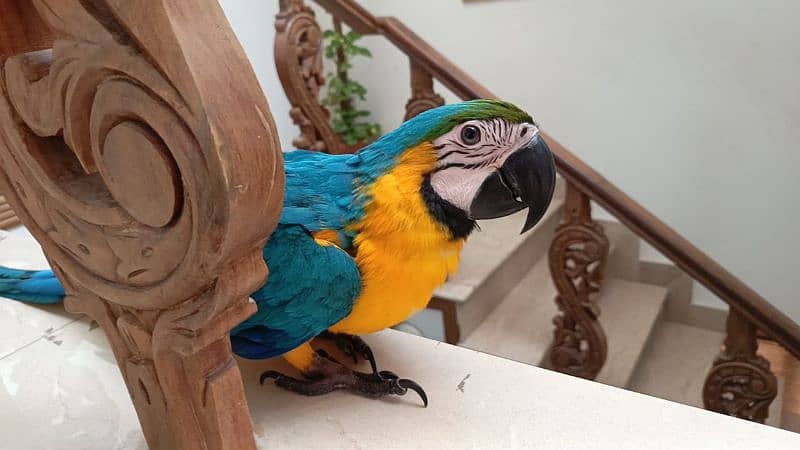 Blue and Gold macaw 5