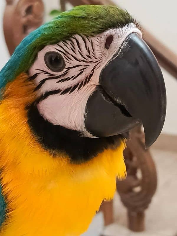 Blue and Gold macaw 6