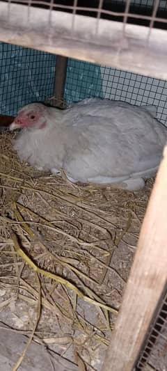 heera aseel female hens.