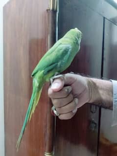 Green Ring neck male urgent sale