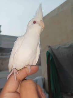 hand tame Eno white cocktail bird