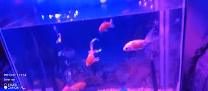 10 din used fish aquarium