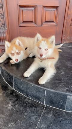 Pure Huskey Puppies 2 months blue eyes