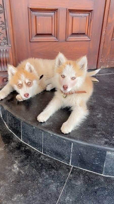 Pure Huskey Puppies 2 months blue eyes 0