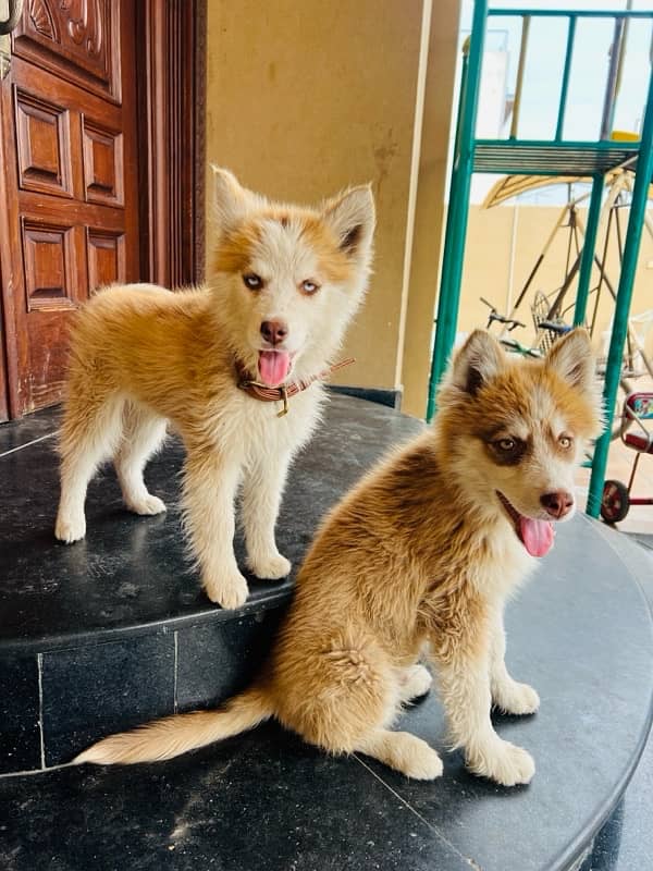 Pure Huskey Puppies 2 months blue eyes 2