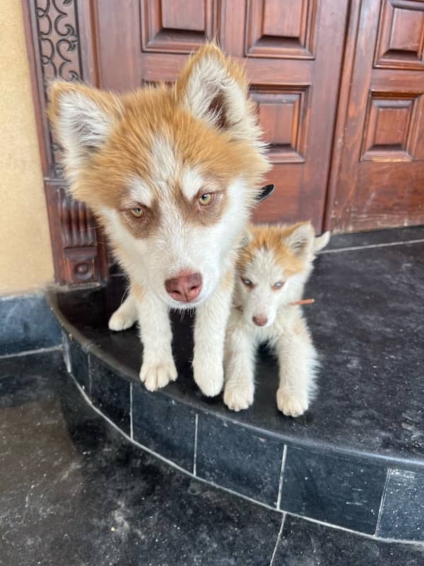 Pure Huskey Puppies 2 months blue eyes 4