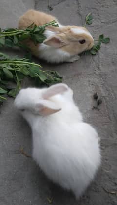 Red Eye White Long Hair Angora-like and and Many Other Rabbits