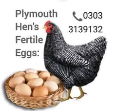 Plymouth barred fertile eggs are available