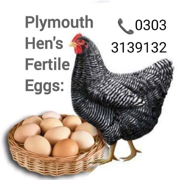 Plymouth barred fertile eggs are available 0