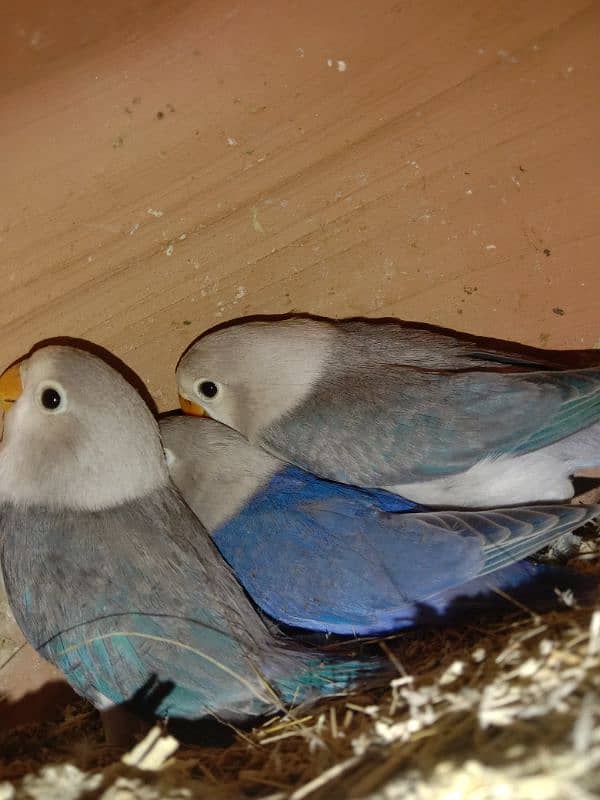 love birds 4