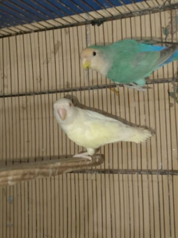 breeder pair 2