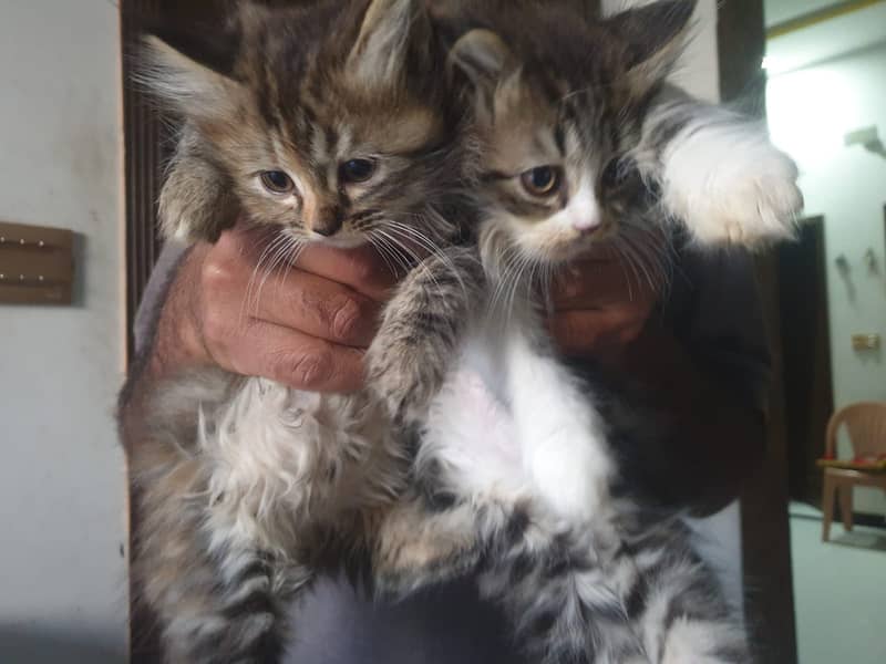 Adoption Triple Coated Persian Kittens Male Femal Long fur 0333254088 5