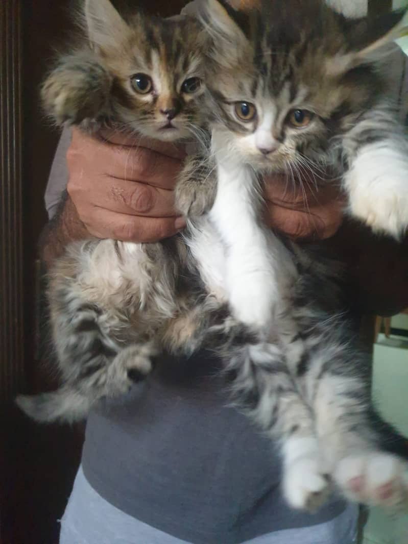 Adoption Triple Coated Persian Kittens Male Femal Long fur 0333254088 10