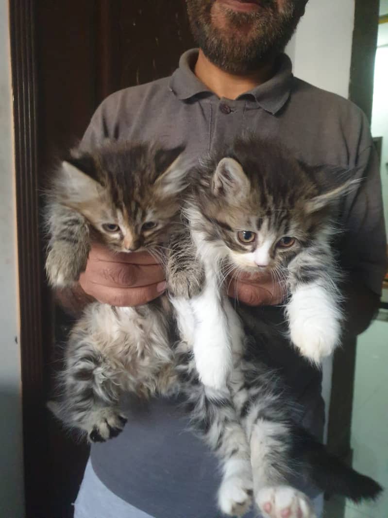 Adoption Triple Coated Persian Kittens Male Femal Long fur 0333254088 8