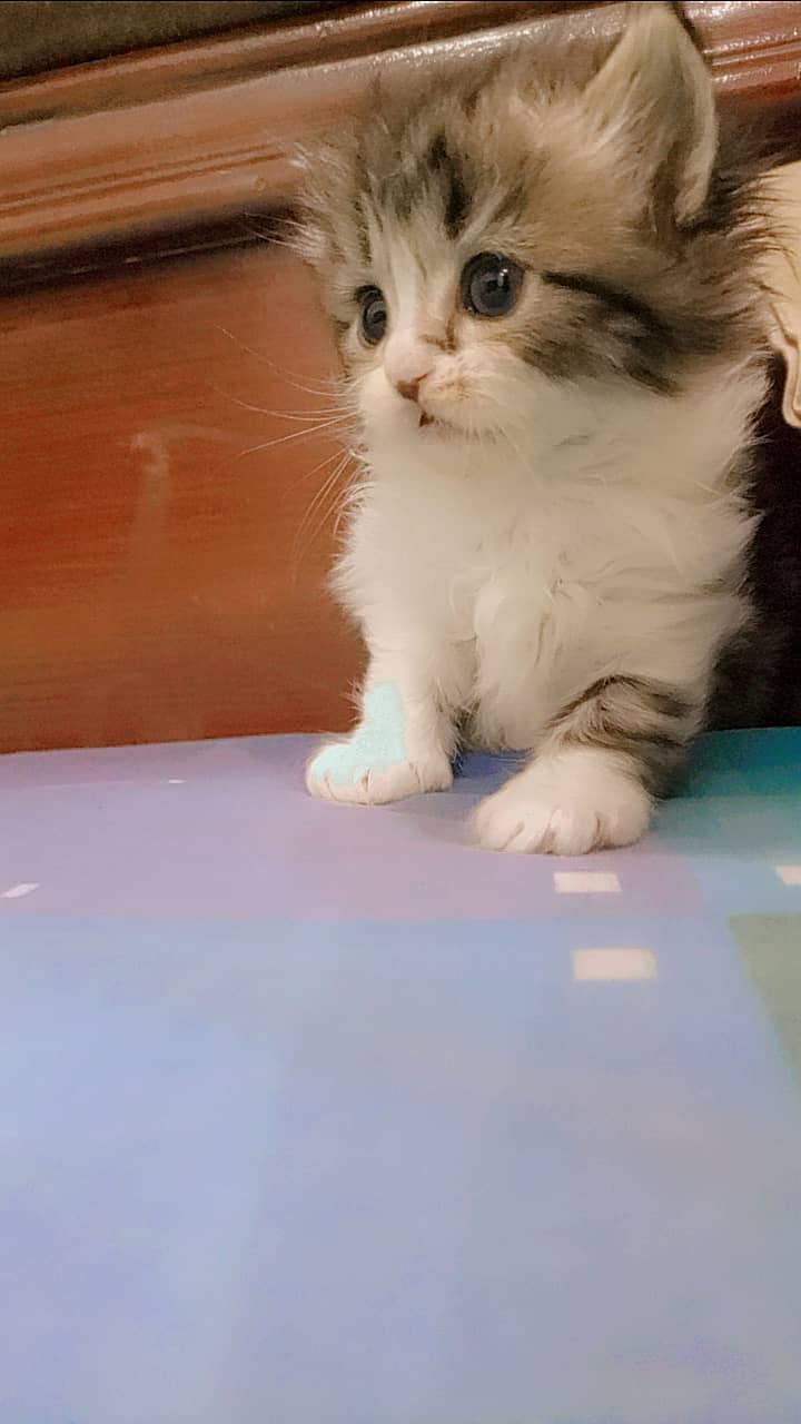 Adoption Triple Coated Persian Kittens Male Femal Long fur 0333254088 11