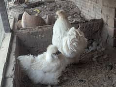 Silkie Hen Pair 100% Breeder