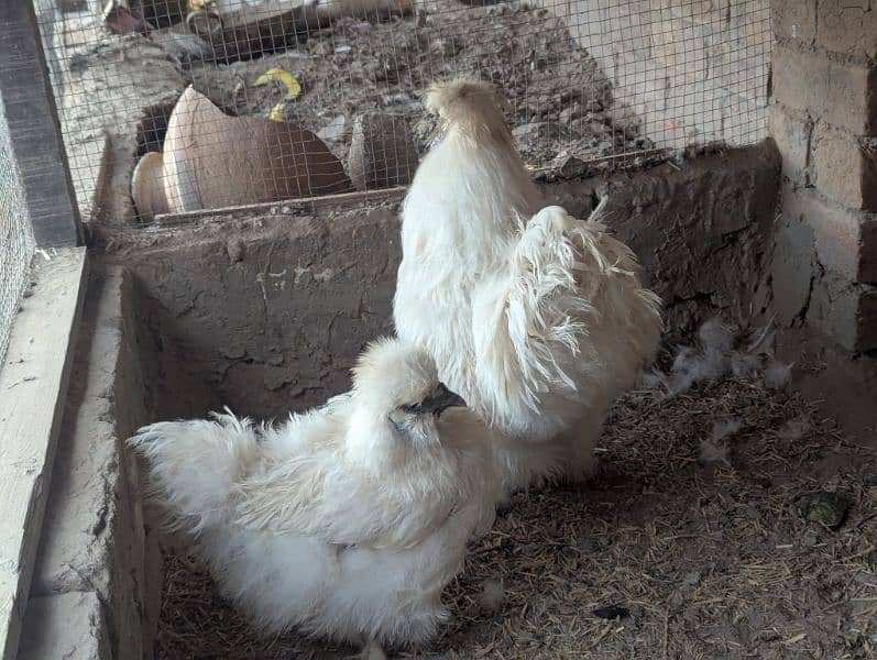 Silkie Hen Pair 100% Breeder 0