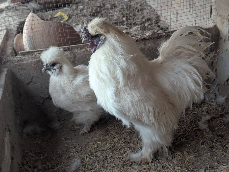 Silkie Hen Pair 100% Breeder 1