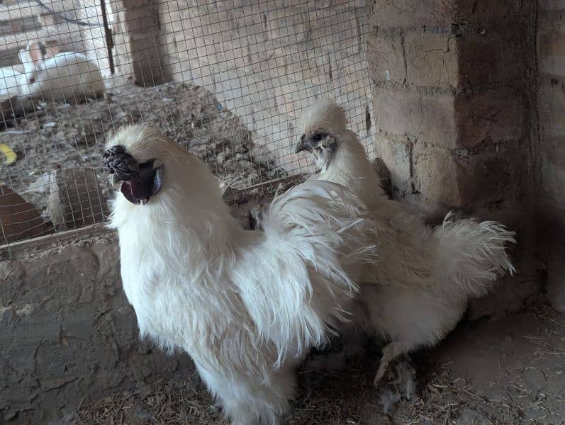 Silkie Hen Pair 100% Breeder 2