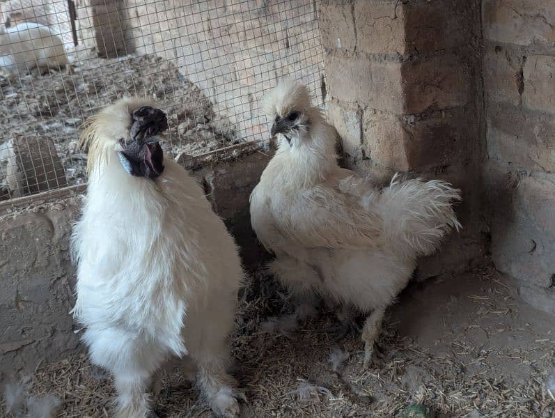 Silkie Hen Pair 100% Breeder 3