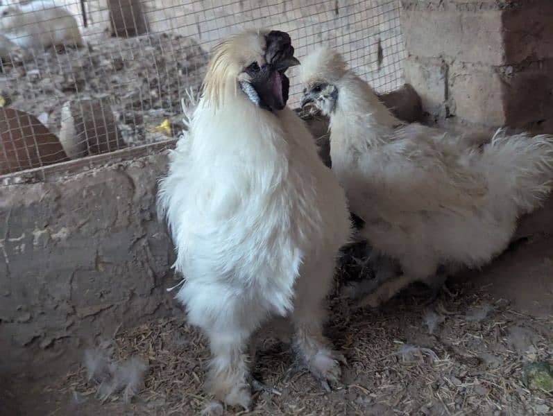 Silkie Hen Pair 100% Breeder 4