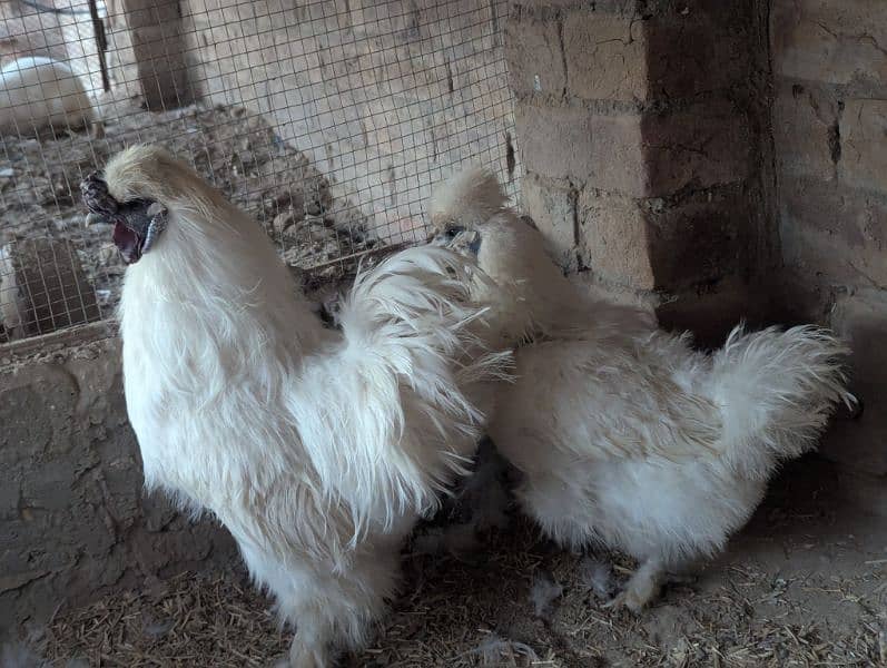 Silkie Hen Pair 100% Breeder 5