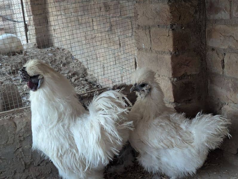 Silkie Hen Pair 100% Breeder 6