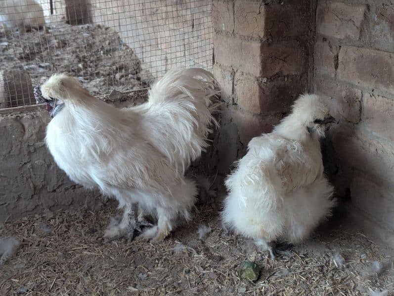 Silkie Hen Pair 100% Breeder 7