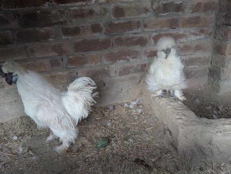 Silkie Hen Pair 100% Breeder 8